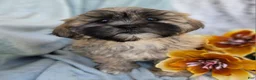 Shihpoo dogs for sale: Toffee - Ad 19