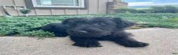 Scottish Terrier dogs for sale: Wanda - Ad 2