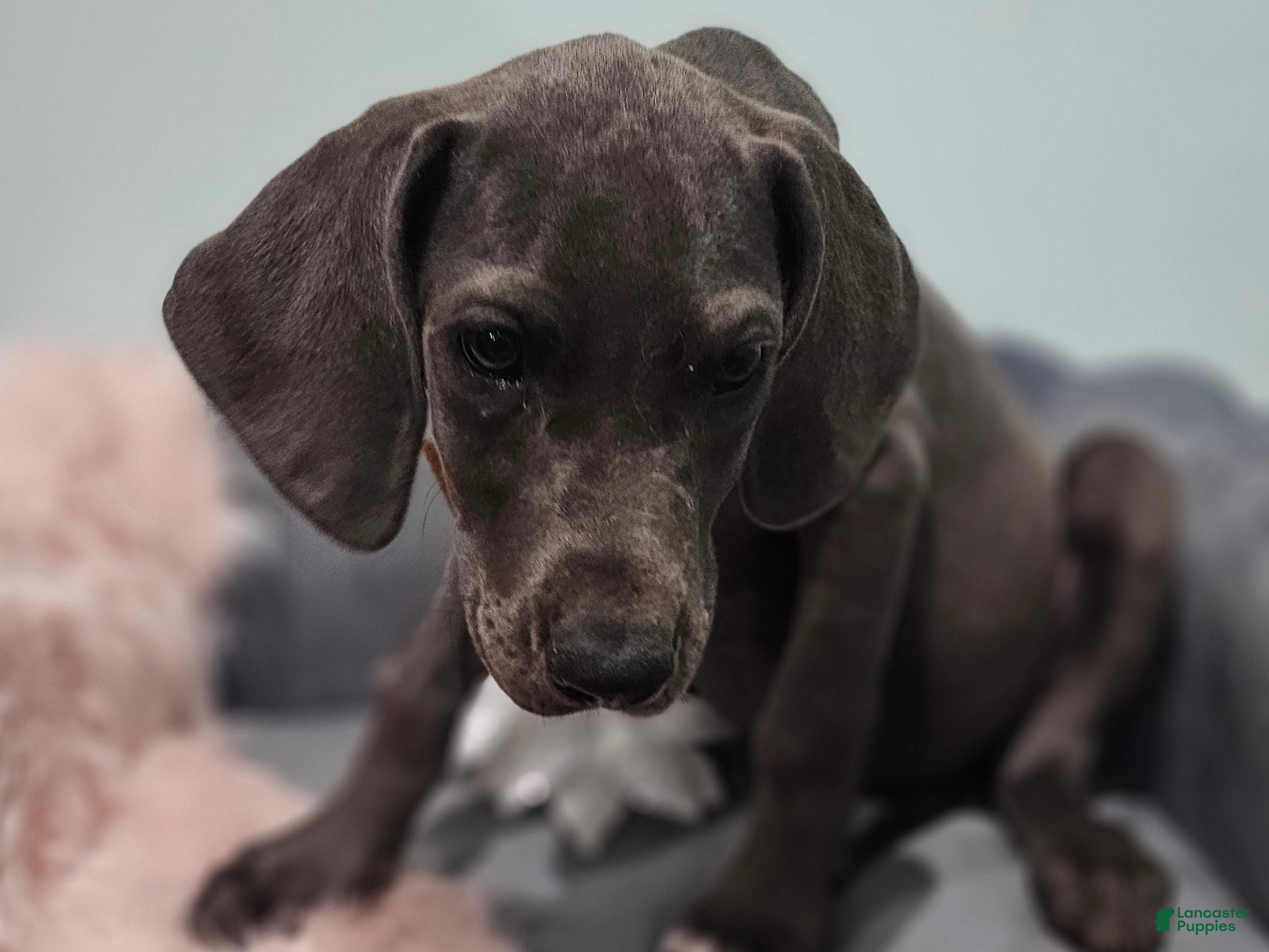 Great Dane dogs Blue  - Ad 1