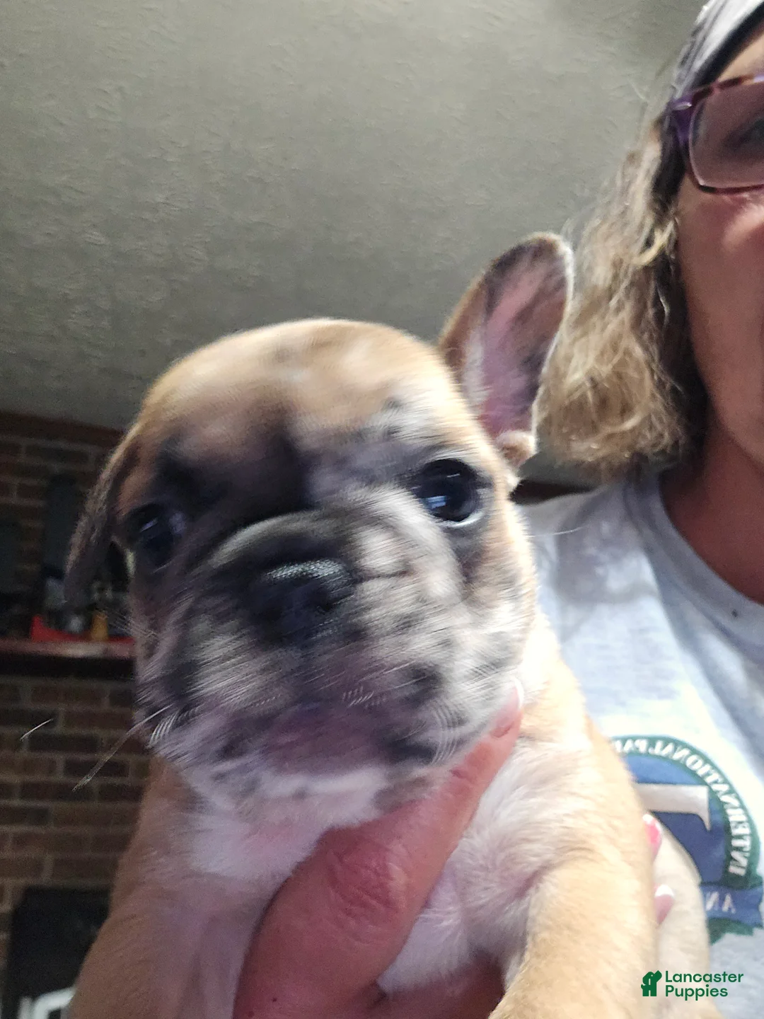 French Bulldog dogs for sale: French Bulldog Puppy 3 - Ad 2