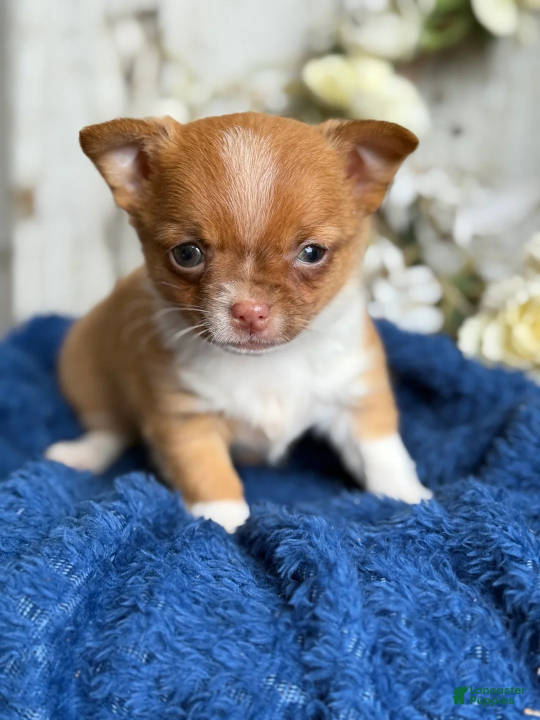 Chihuahua dogs for sale: Rook - Ad 1