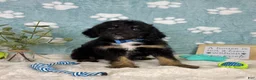 Mini Bernedoodle dogs for sale: Benson - Ad 3