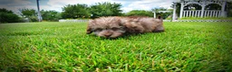 Havapoo dogs for sale: Fancy - Ad 11