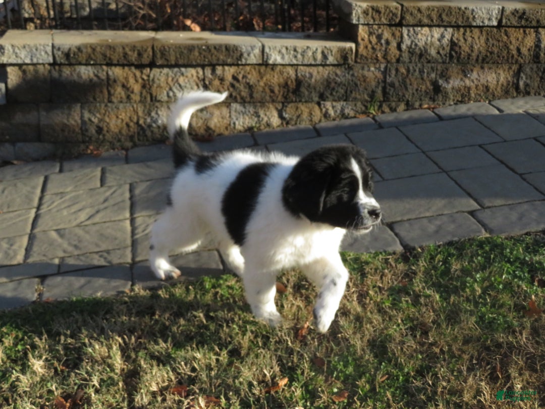 Newfoundland dogs for sale: Marcie - Ad 4