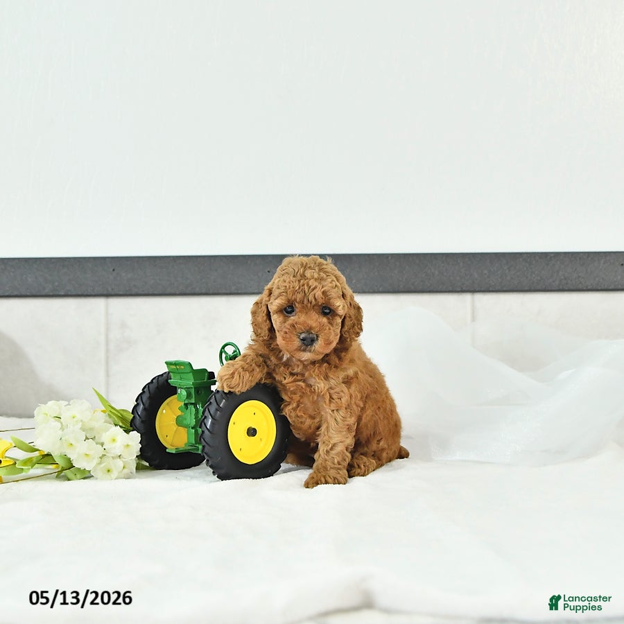 Toy Poodle dogs Oliver - Ad 1
