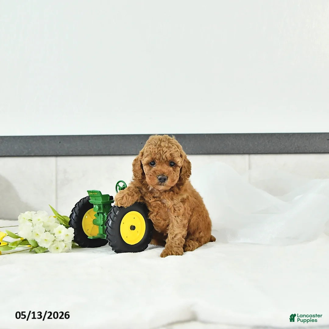 Toy Poodle dogs for sale: Oliver - Ad 1