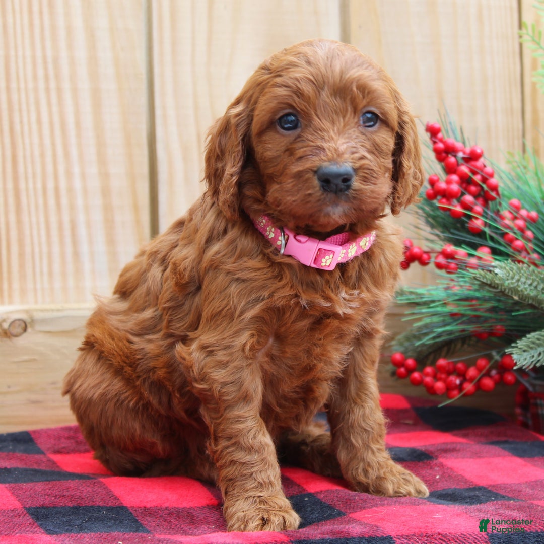Irish Doodle dogs for sale: Ruby - Mini - Ad 2