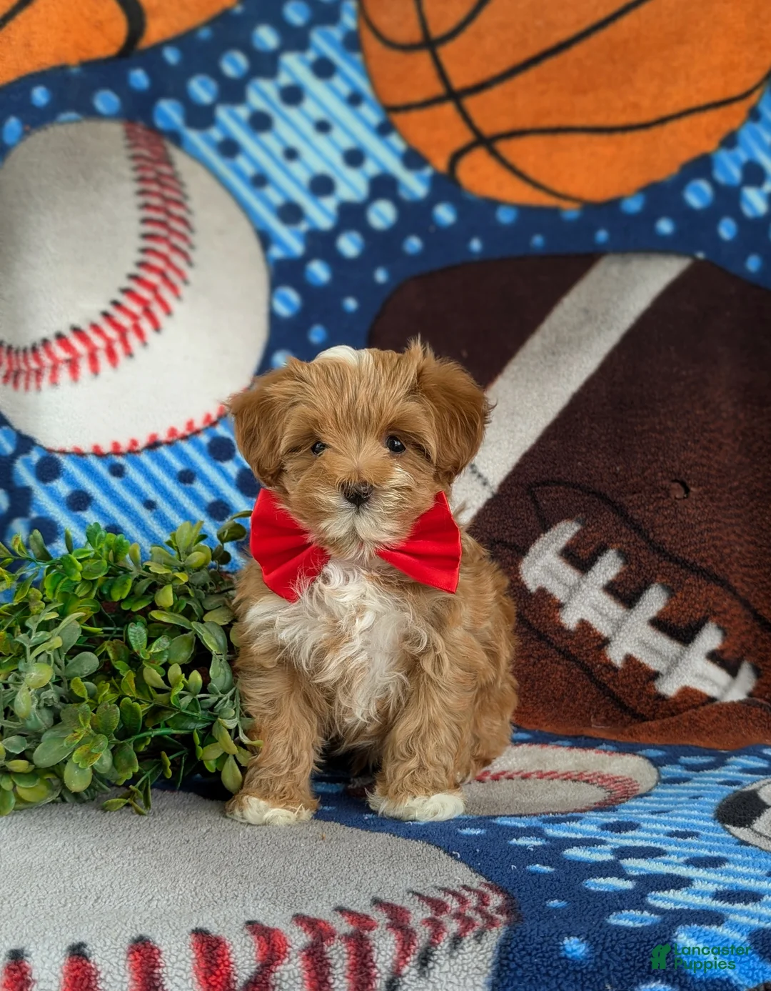 Maltipoo dogs for sale: Rafael 7 lbs Full Grown - Ad 2