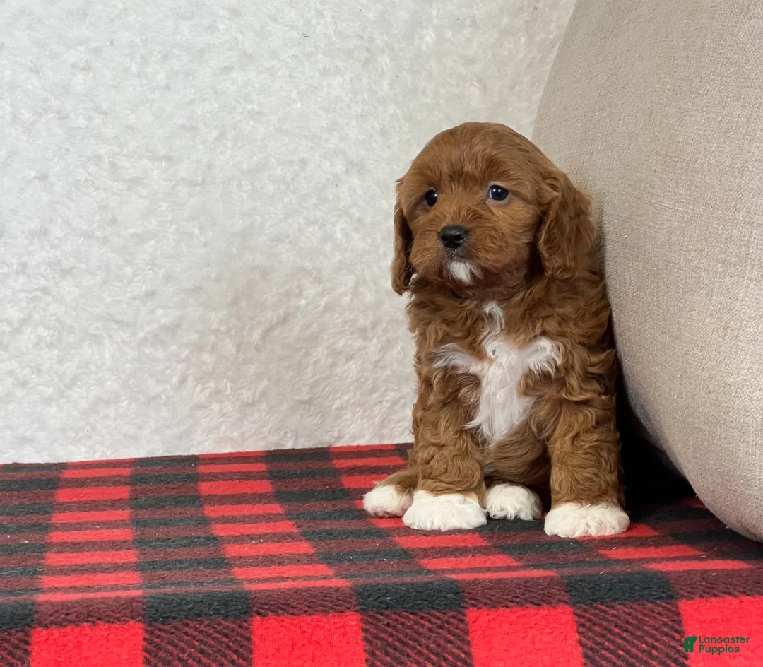 Cavapoo dogs for sale: Cupid - Ad 9