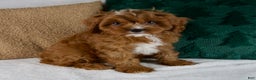 Cavapoo dogs for sale: Audi - Ad 3