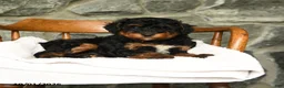 Mini Aussiedoodle dogs for sale: Ursula - Ad 5