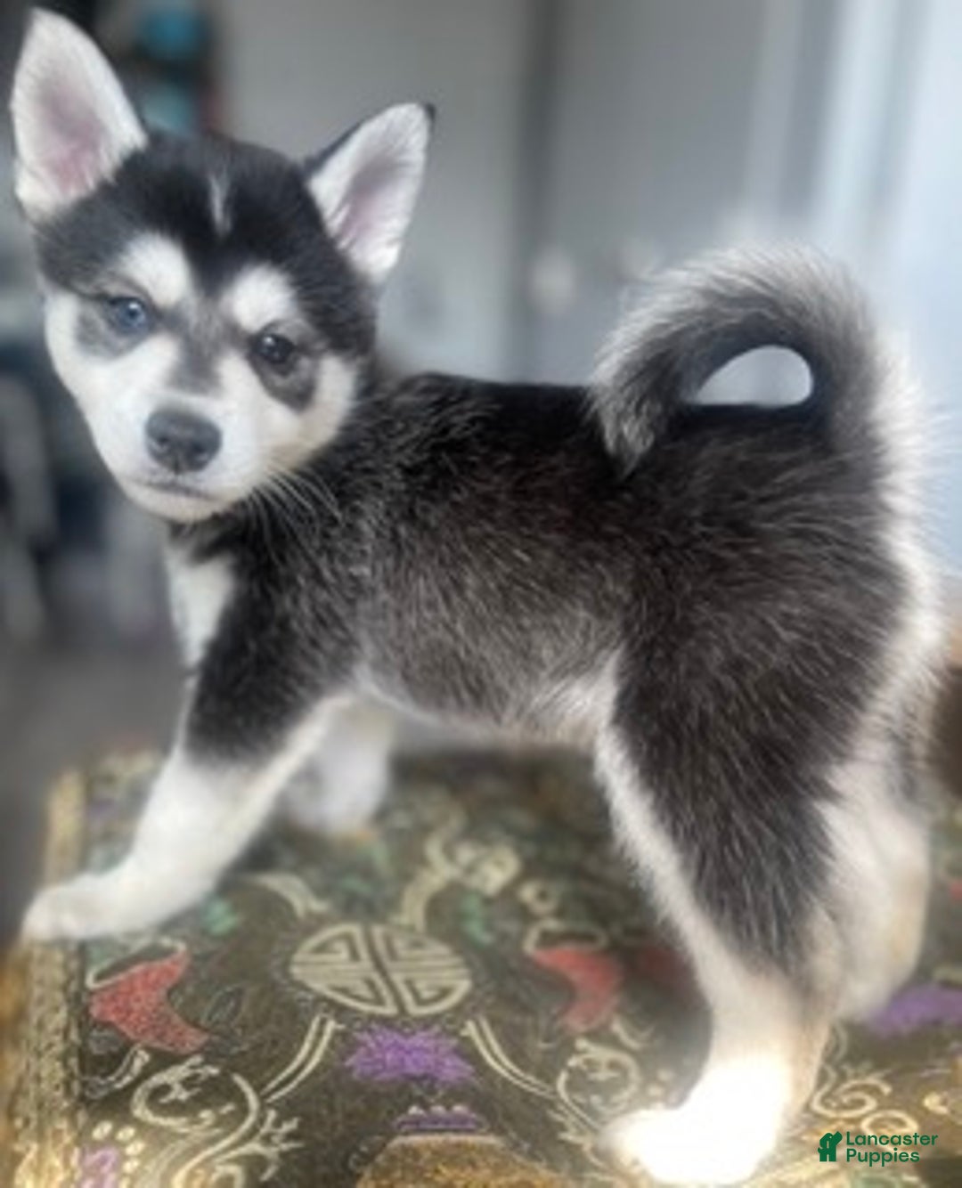 Alaskan Klee Kai dogs for sale: Jaehaerys the conciliator - Ad 5