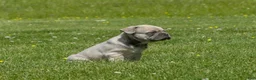 Mixed Breed dogs for sale: Bugz - Ad 3