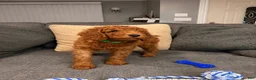 Mini Goldendoodle dogs for sale: Max - Ad 2
