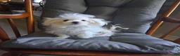Maltese dogs for sale:  Levi  - Ad 3