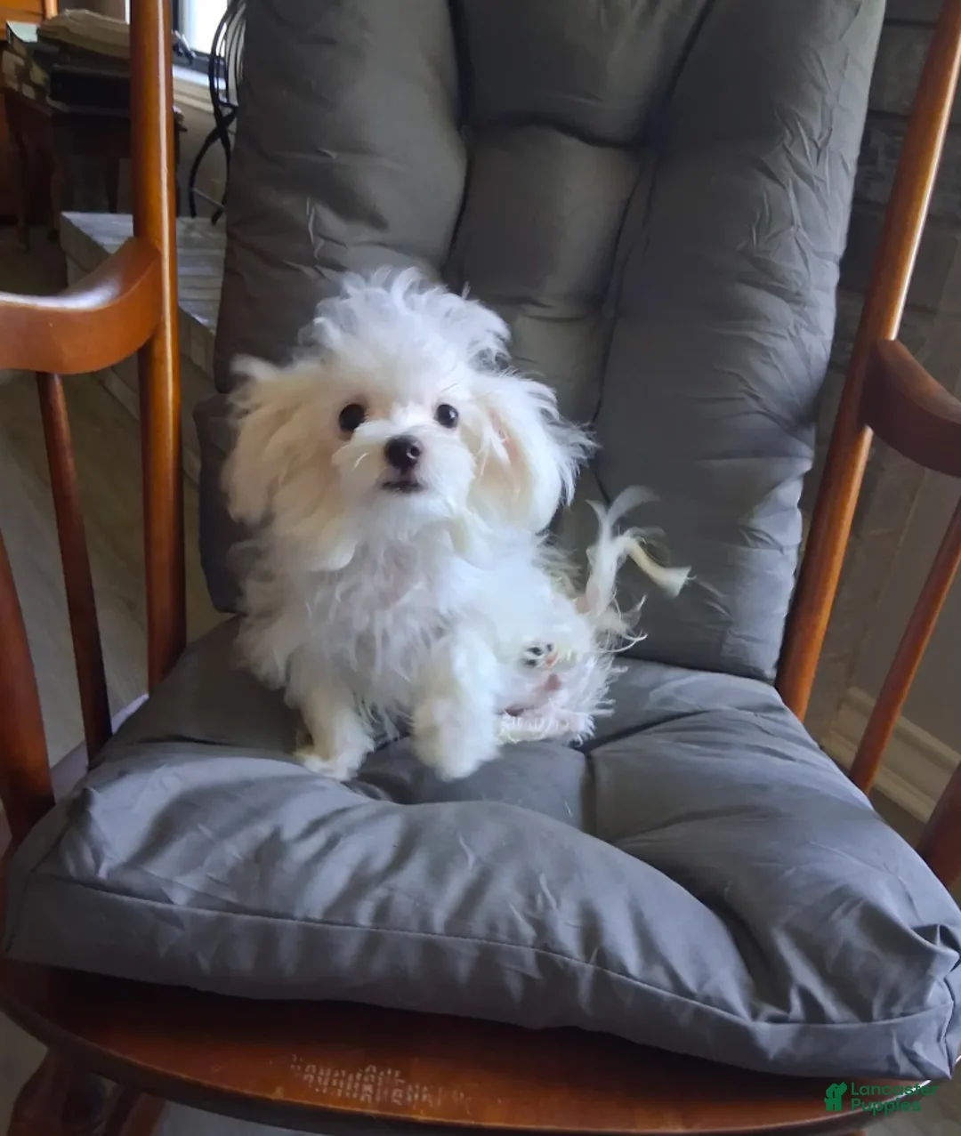 Maltese dogs for sale:  Levi  - Ad 3