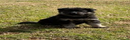 German Shepherd dogs for sale: German Shepherd Puppy 4 - Ad 4