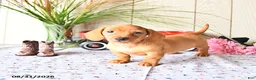 Miniature Dachshund dogs for sale: Tyler - Ad 10
