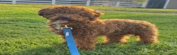 Mini Goldendoodle dogs for sale: Frances - Ad 12