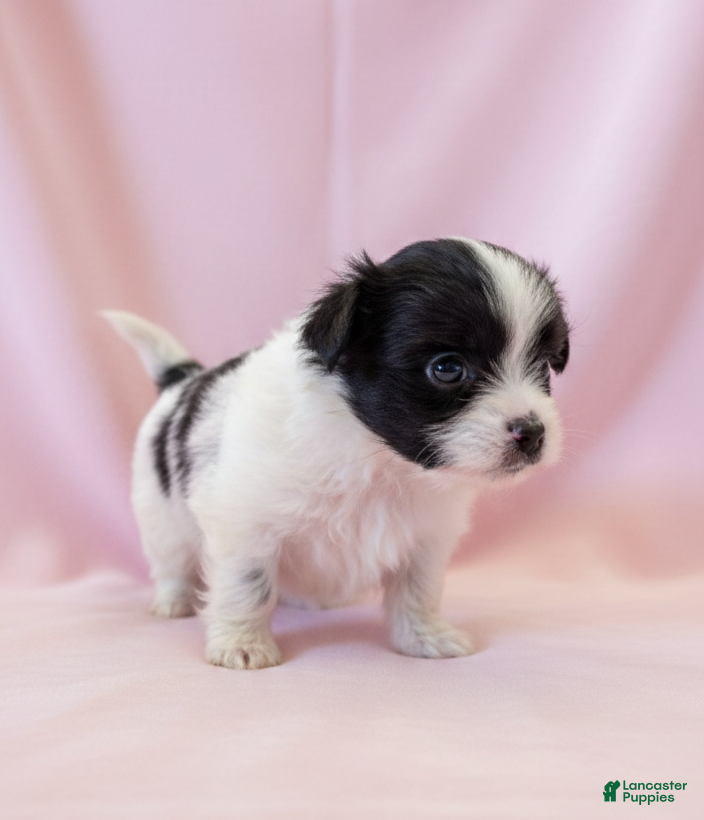 Mixed Breed dogs Sadie - Ad 2