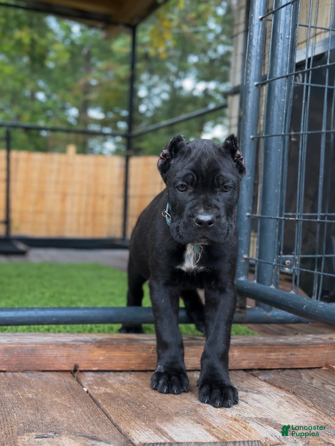 Cane Corso dogs for sale: Lotus  - Ad 1