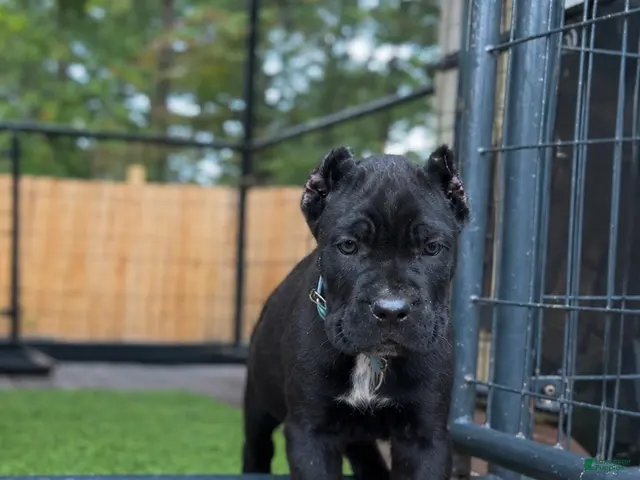 Cane Corso dogs Lotus - Ad 1