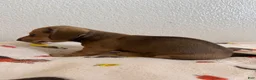 Miniature Dachshund dogs for sale: Mocha - Ad 4