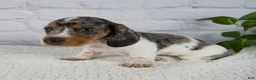 Miniature Dachshund dogs for sale: Hans - Ad 3