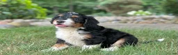 Mini Bernedoodle dogs for sale: Blossom - Ad 3