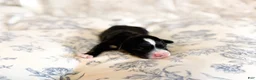 Mini Bernedoodle dogs for sale: Walter  - Ad 5