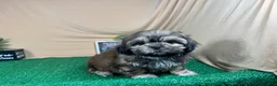 Shih Tzu dogs for sale: Shih Tzu 2 - Ad 2