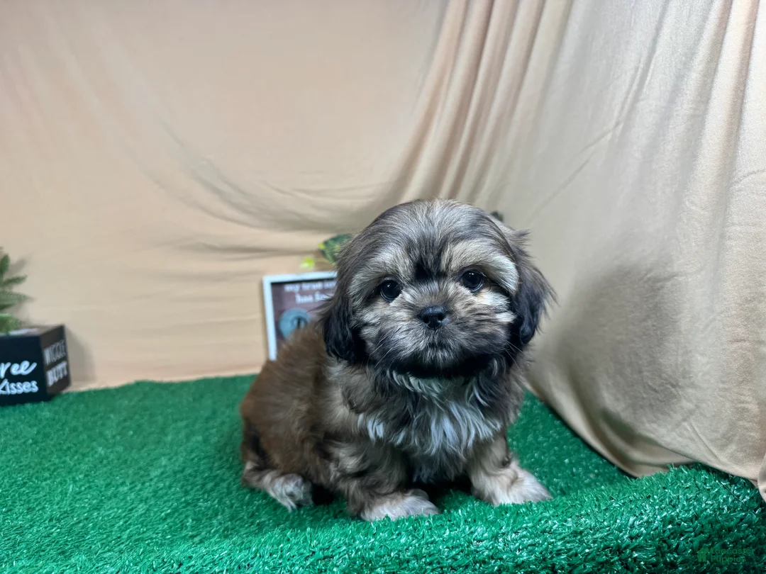 Shih Tzu dogs for sale: Shih Tzu 2 - Ad 2