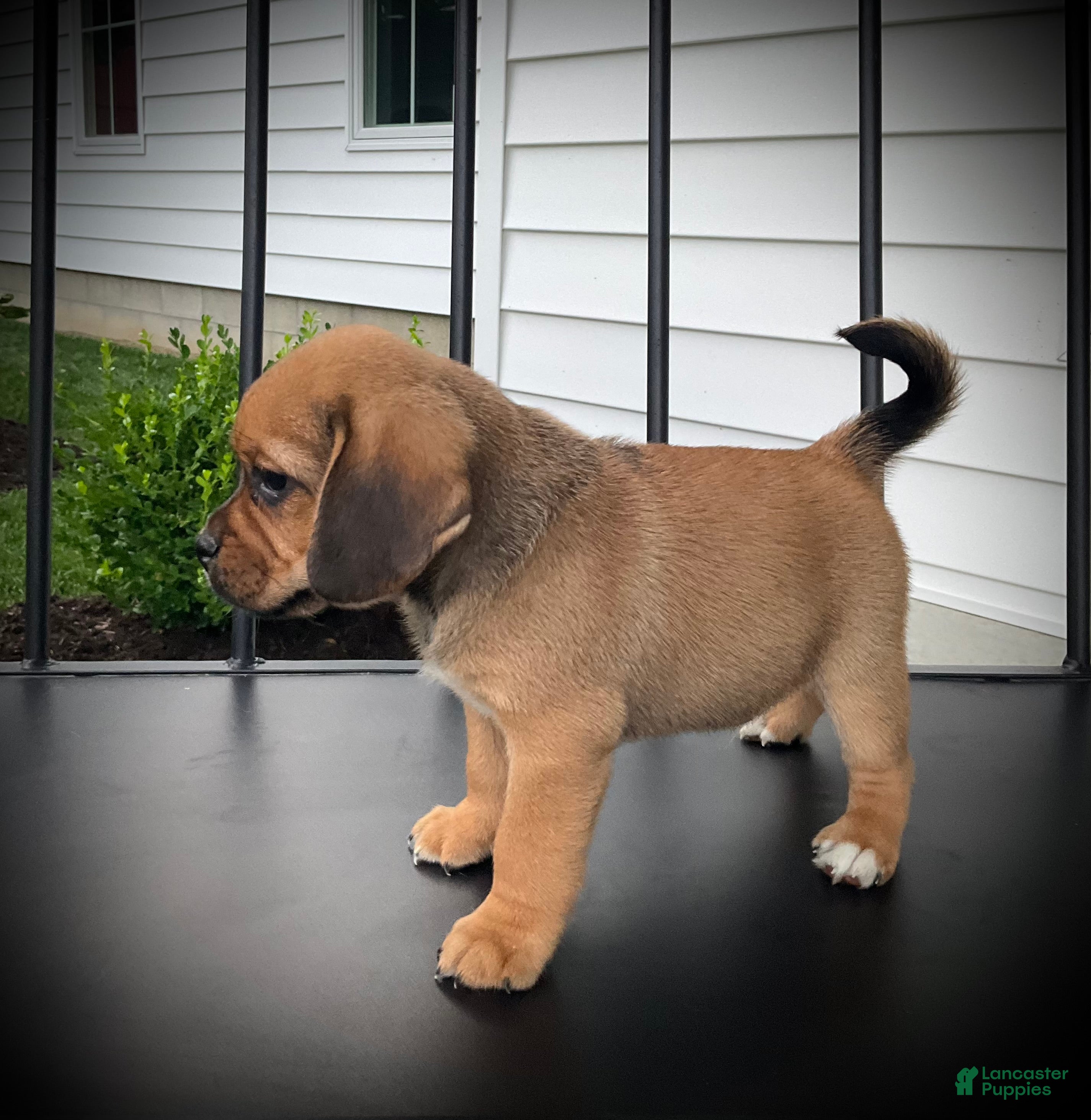 Puggle dogs Shane - Ad 2