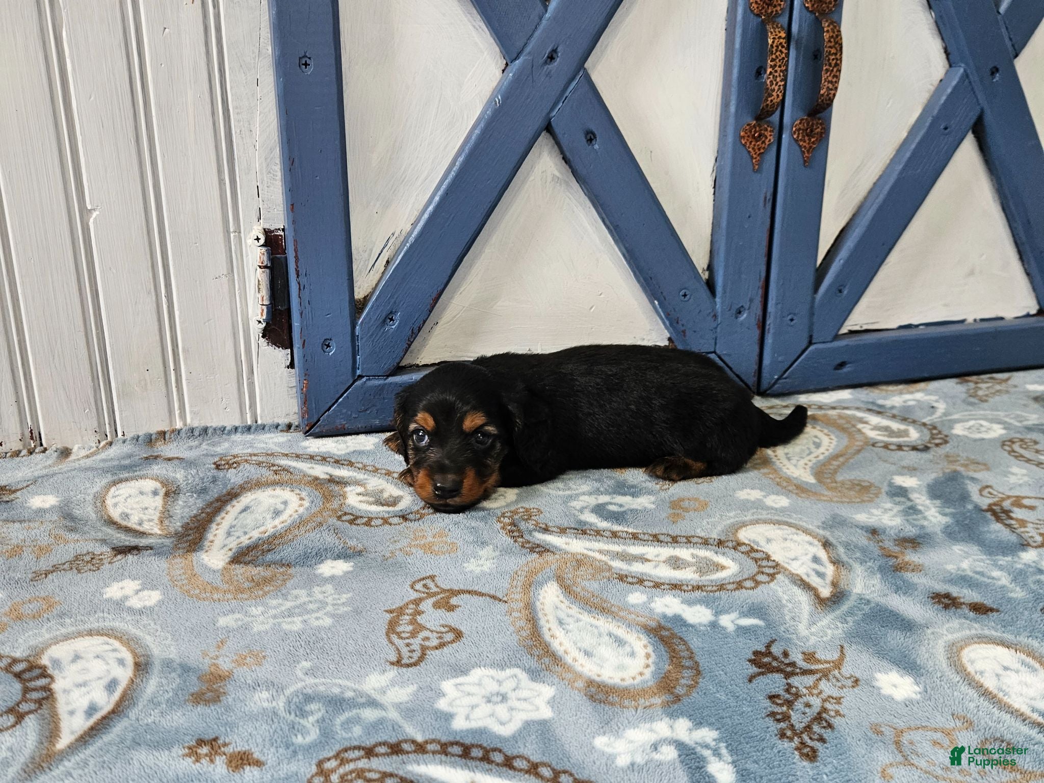 Miniature Dachshund dogs Benson - Ad 2
