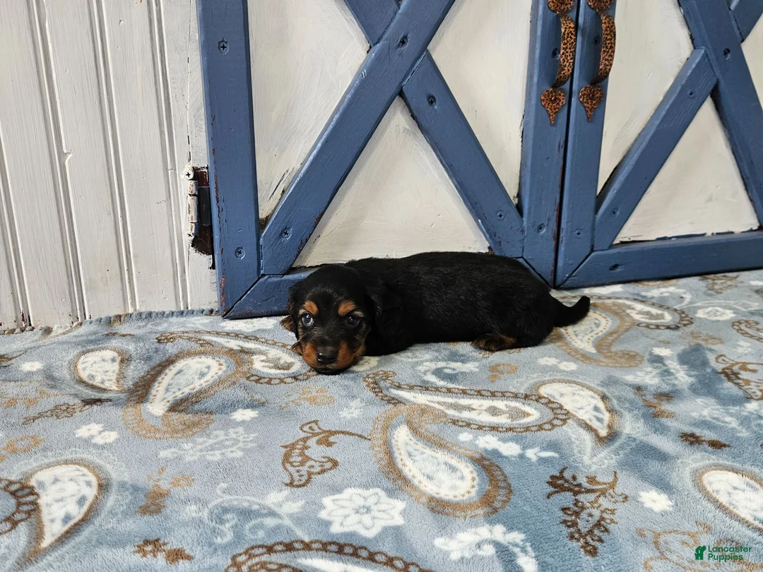 Miniature Dachshund dogs for sale: Benson - Ad 2