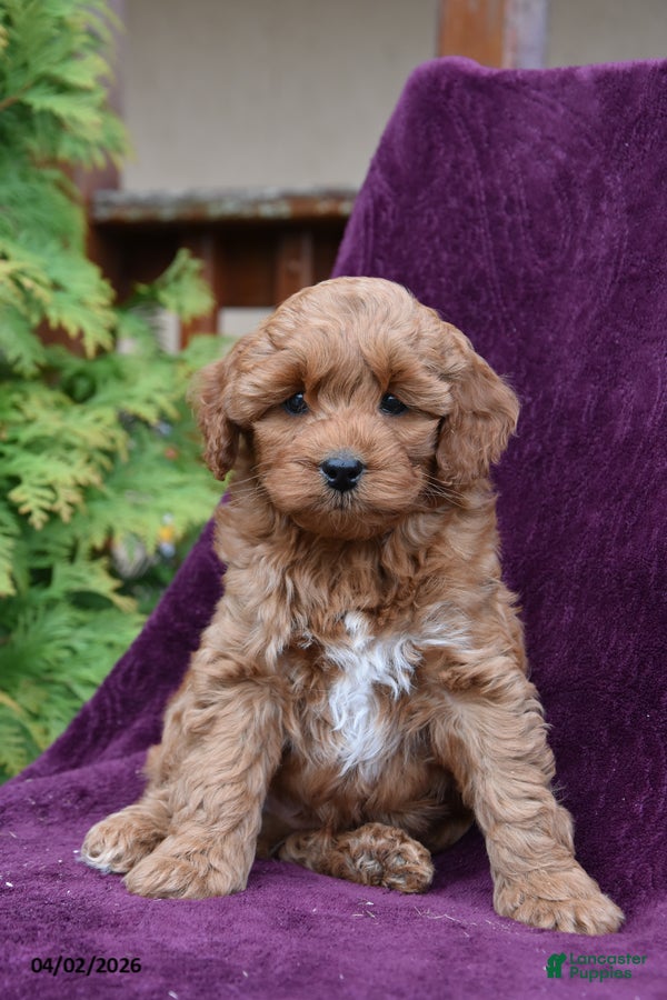 Cockapoo dogs Benny - Ad 1