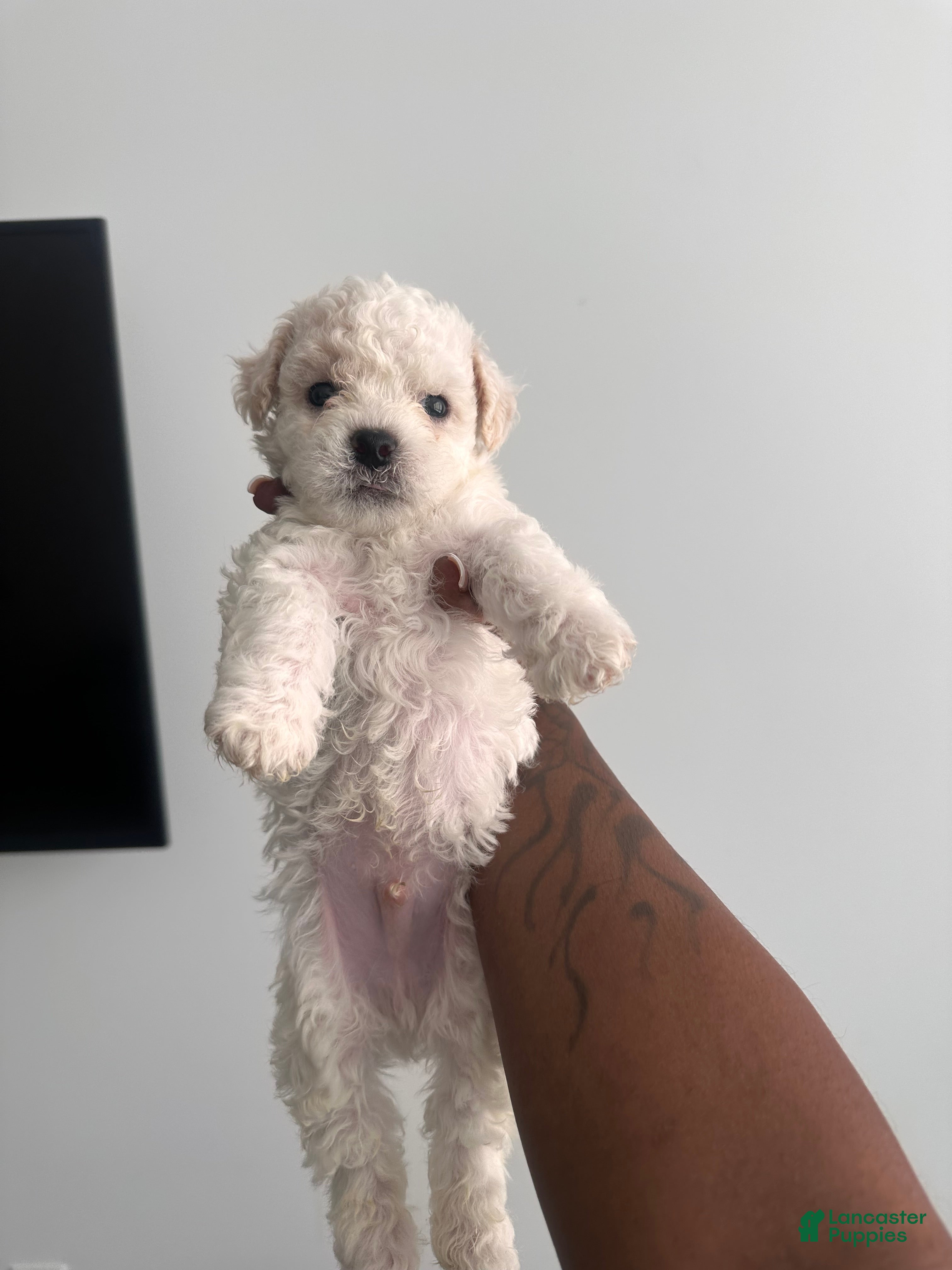 Bichpoo dogs Bichpoo 1 - Ad 1