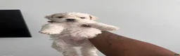 Bichpoo dogs for sale: Bichpoo 1 - Ad 1