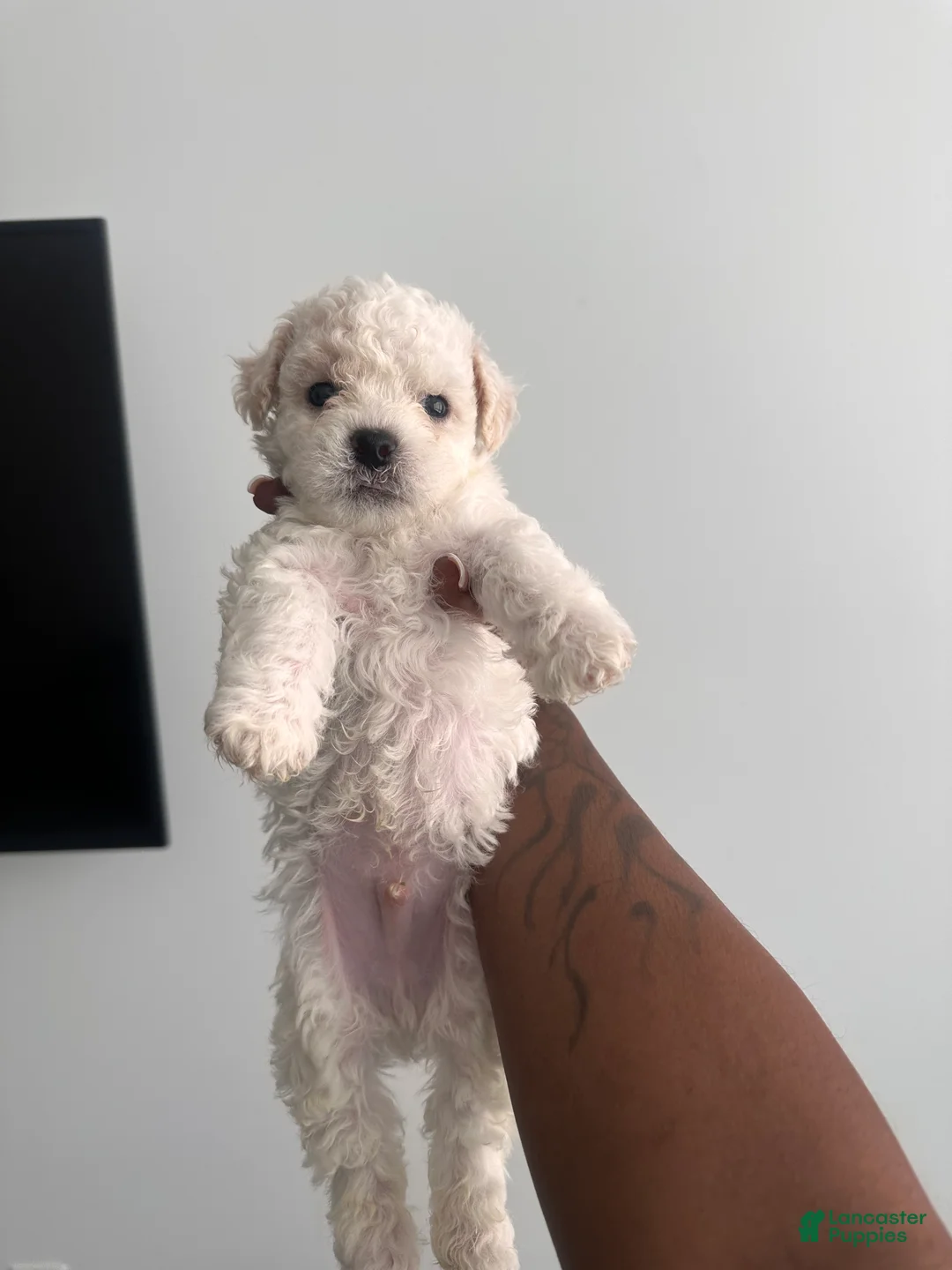 Bichpoo dogs for sale: Bichpoo 1 - Ad 1