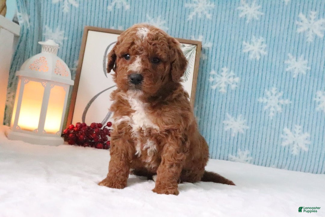 Mini Goldendoodle dogs for sale: Zachary - Ad 3