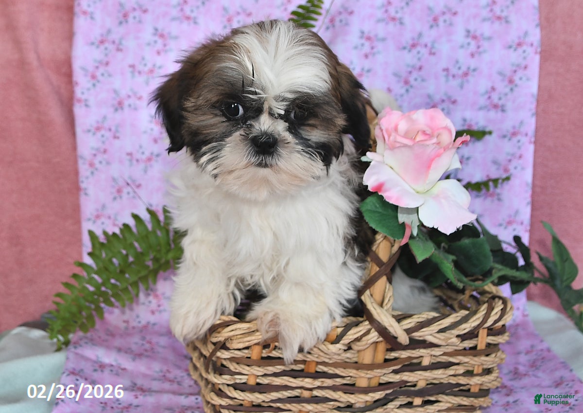 Shih Tzu dogs Sunshine - Ad 2