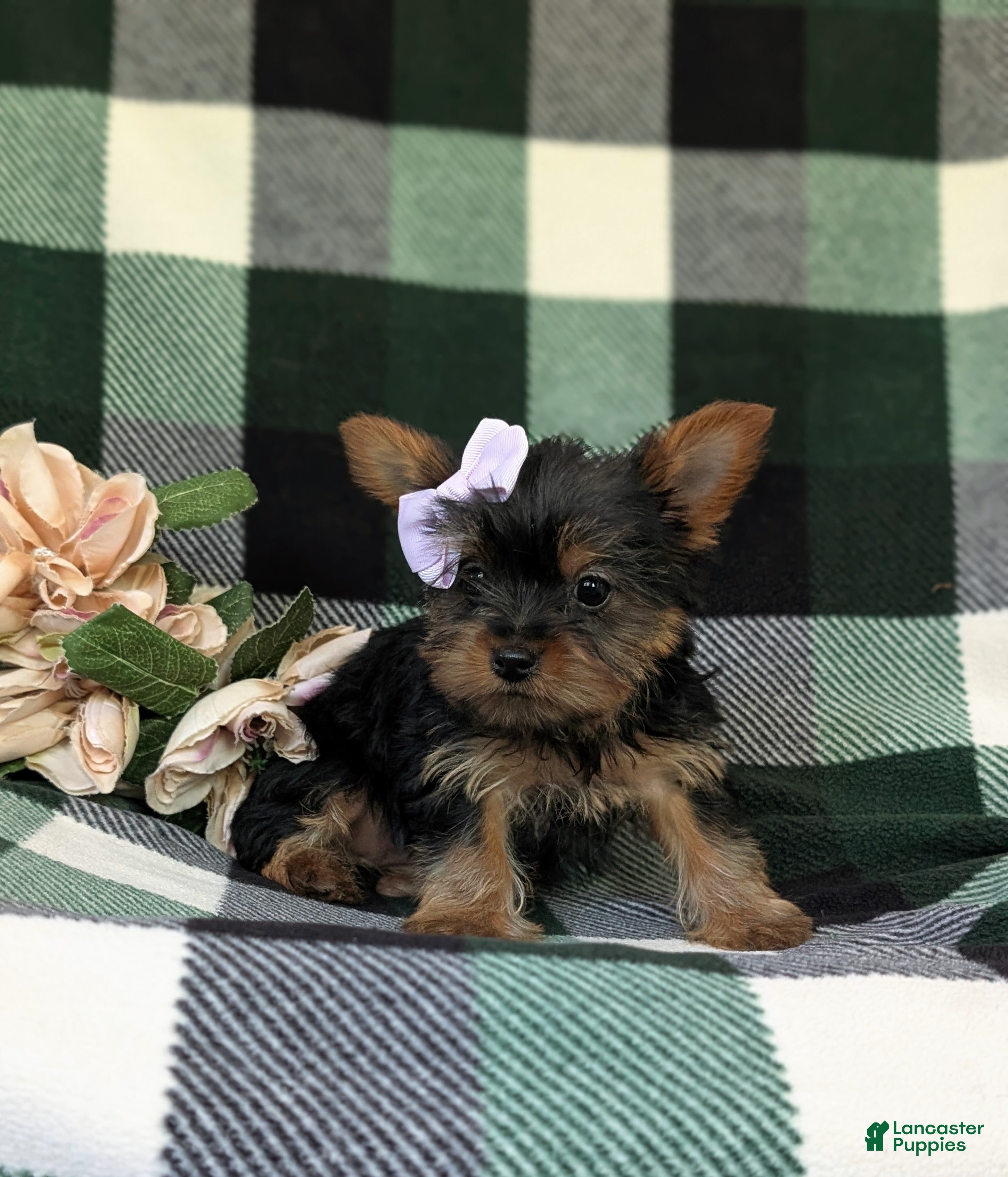 Yorkshire Terrier dogs for sale: Linette 7 lbs Full Grown - Ad 7