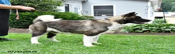 Akita dogs for sale: Twinkle Special Needs - Ad 4