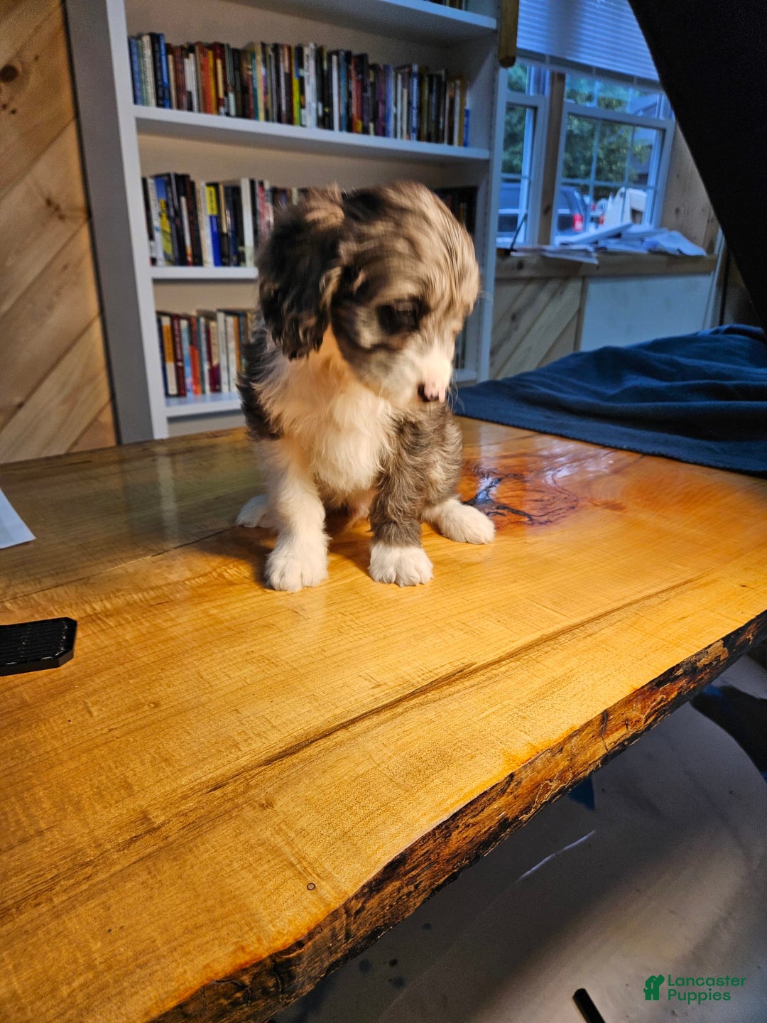 Mixed Breed dogs for sale: Harry - Ad 9