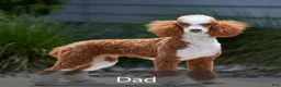 Cavapoo dogs for sale: Leo - Ad 8
