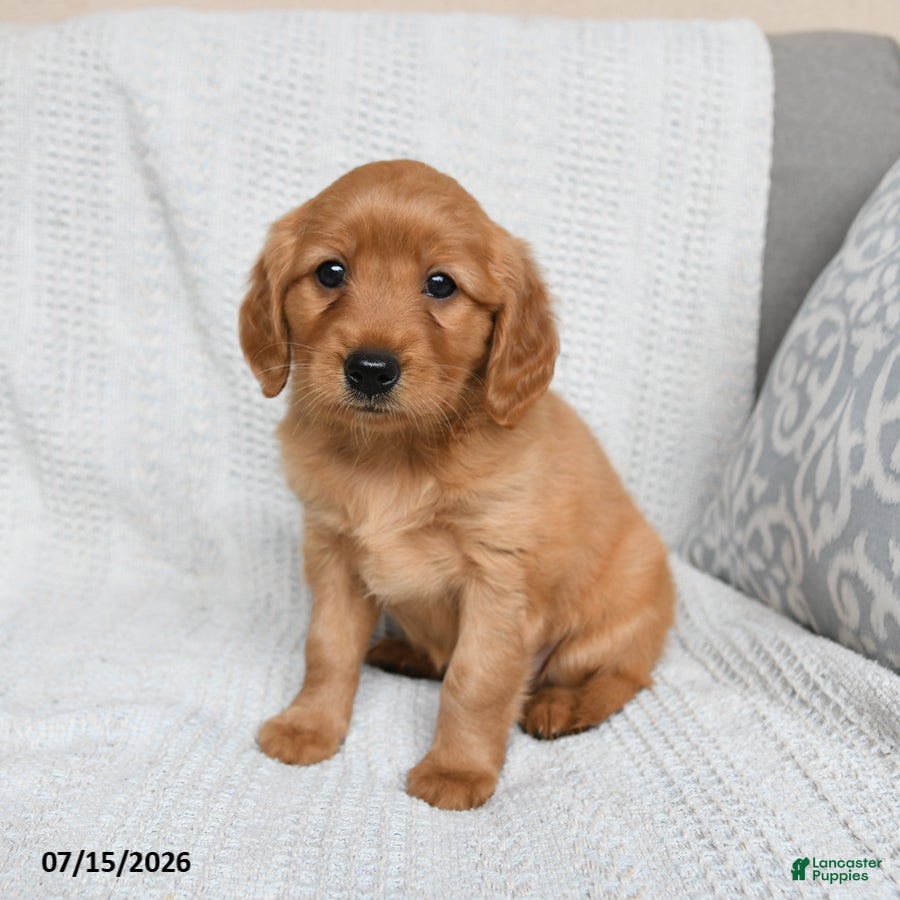 Miniature Golden Retriever dogs Meadow - Ad 1