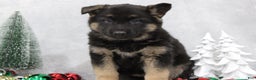German Shepherd dogs for sale: Avery - Ad 2