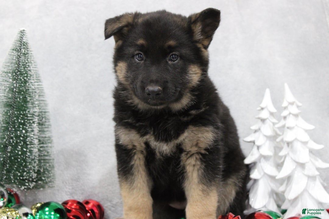 German Shepherd dogs for sale: Avery - Ad 2