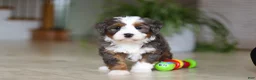 Mini Bernedoodle dogs for sale: Makenzie - Ad 1