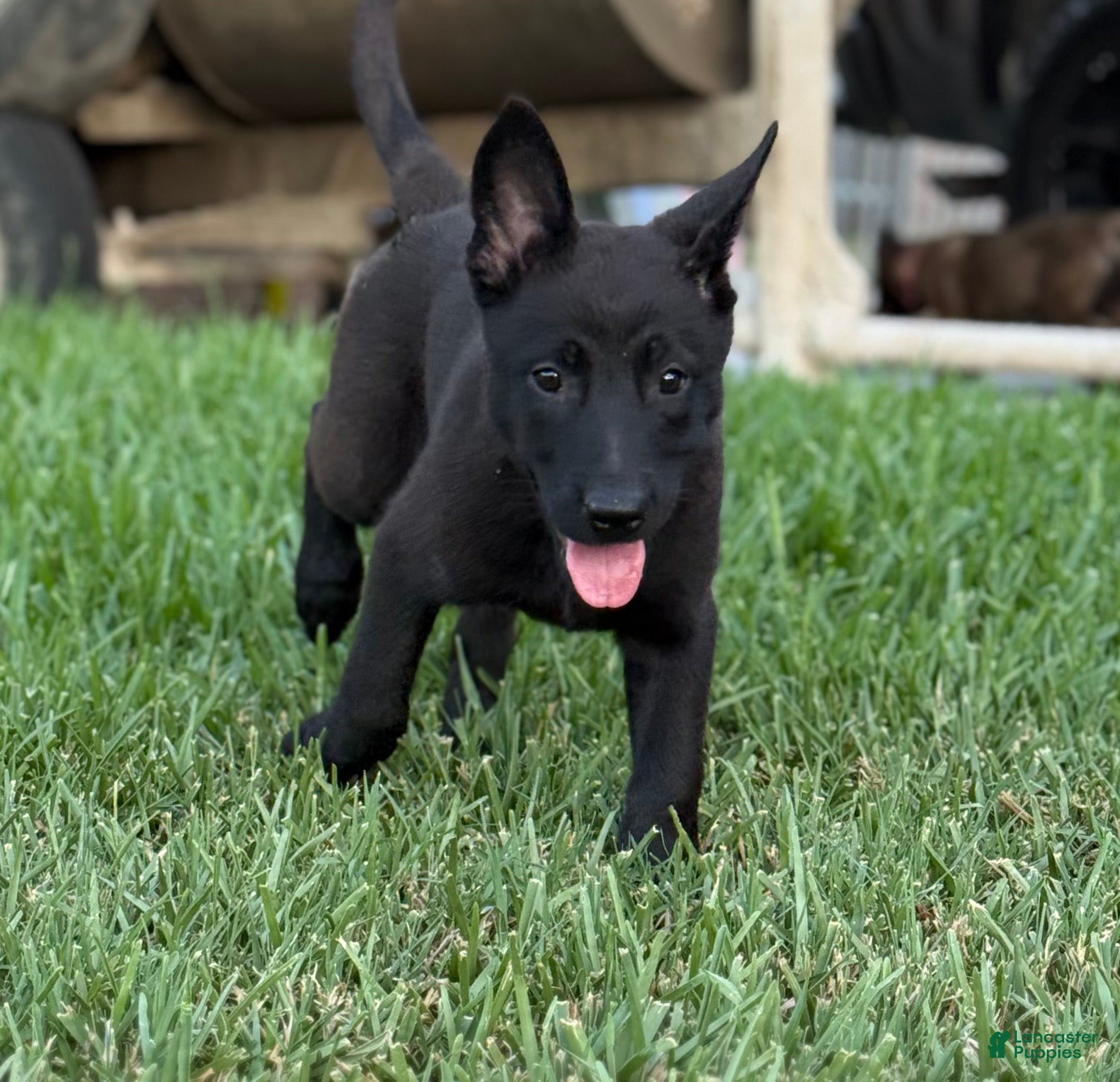 Belgian Malinois dogs Belgian Malinois 2 - Ad 39